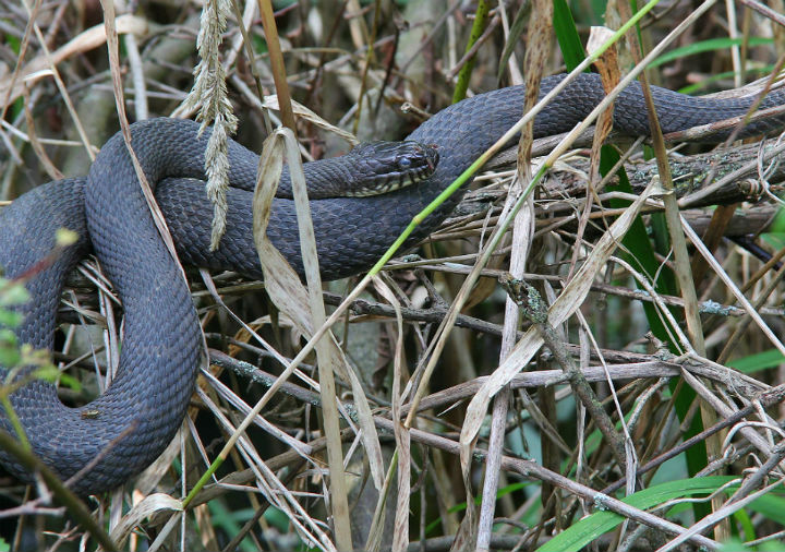 Northern Water Snake